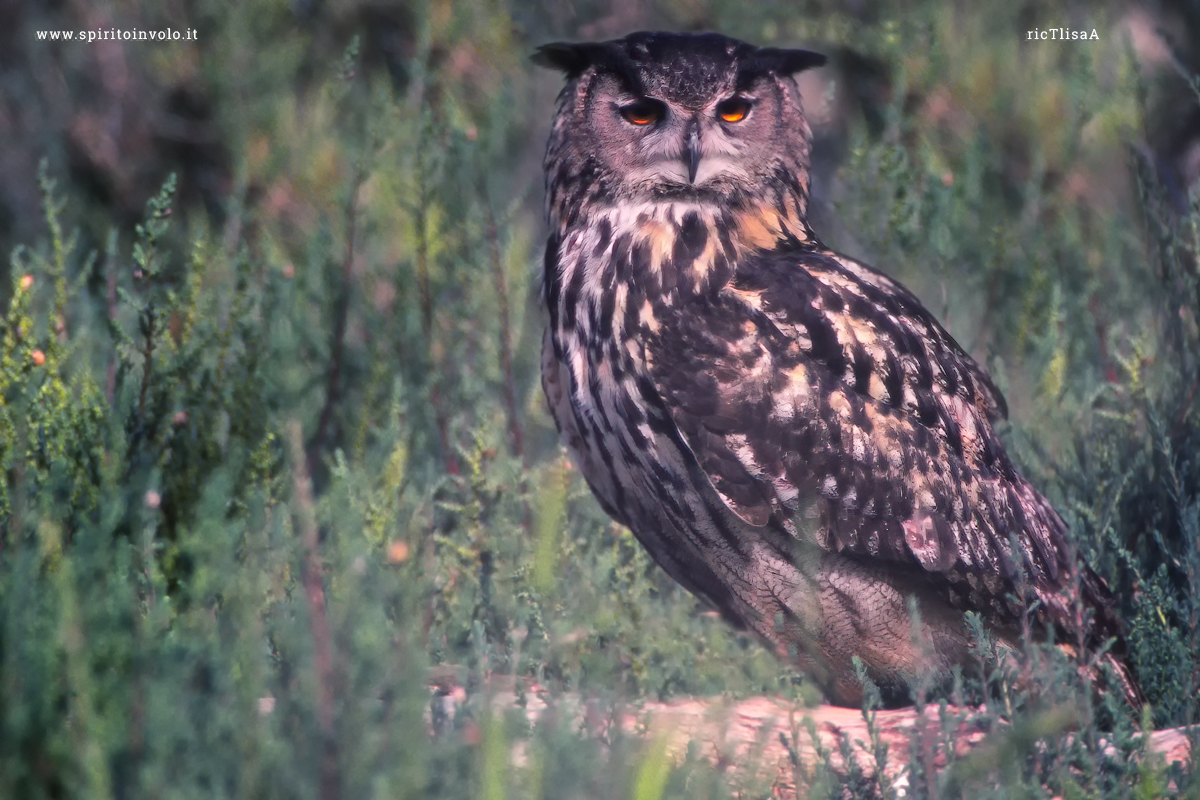 Photo Long-eared Owl