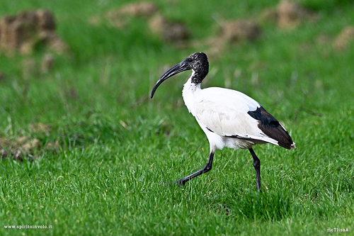 Ibis sacro sul prato