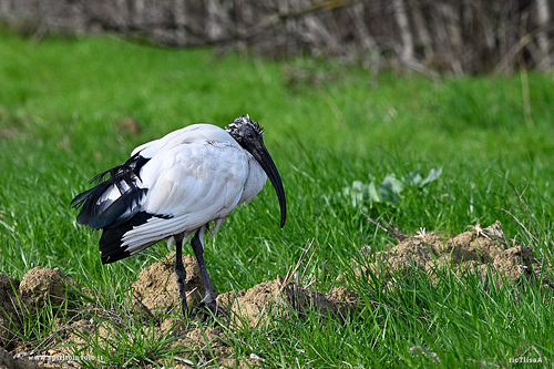 Foto di Ibis sacro sul prato title=