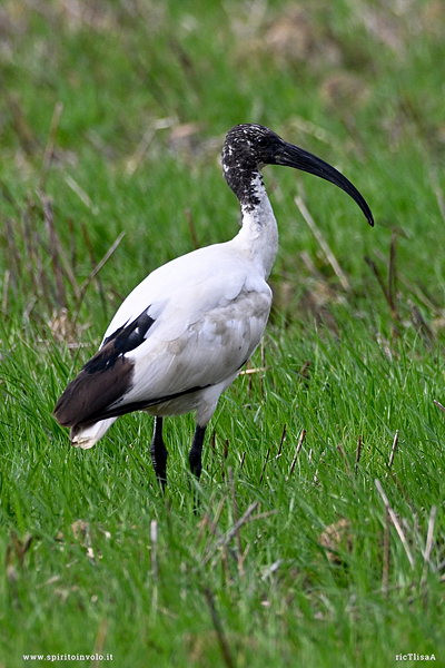 Foto di Ibis sacro sul prato