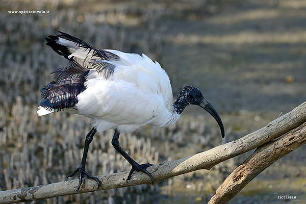 Foto di Ibis sacro su un ramo