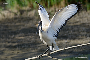 Foto di Ibis sacro con ali aperte