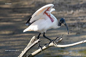 Foto di Ibis sacro sopra un ramo