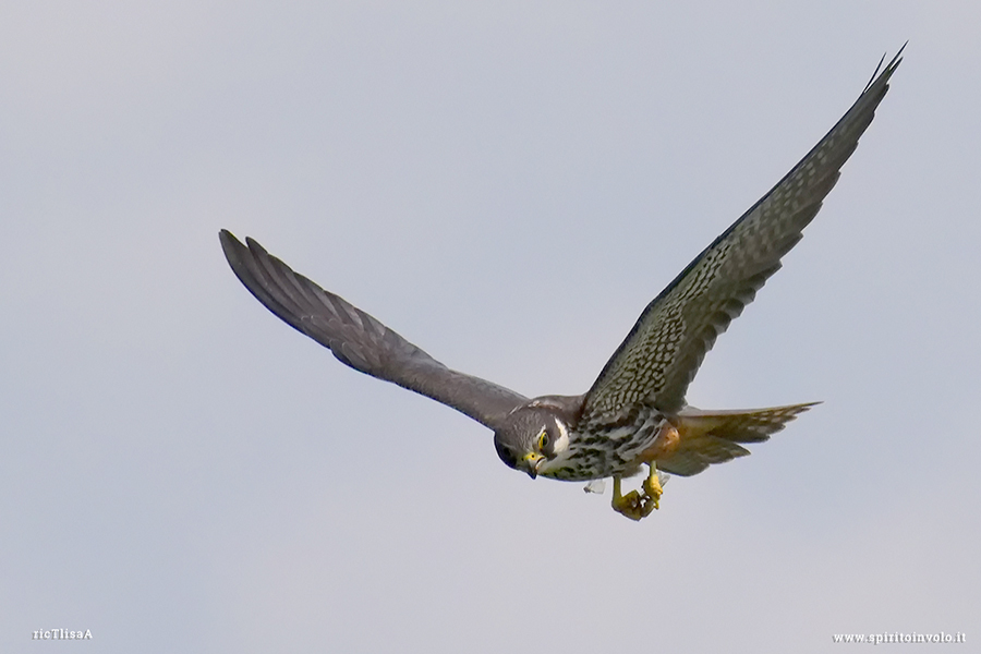 Lodolaio in volo con libellula nelle zampe