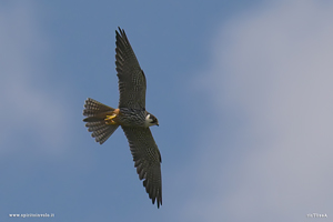Lodolaio in volo