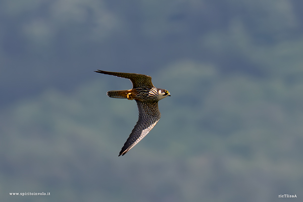 Lodolaio in volo con libellula nelle zampe