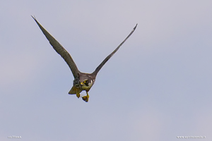 Lodolaio in volo di profilo