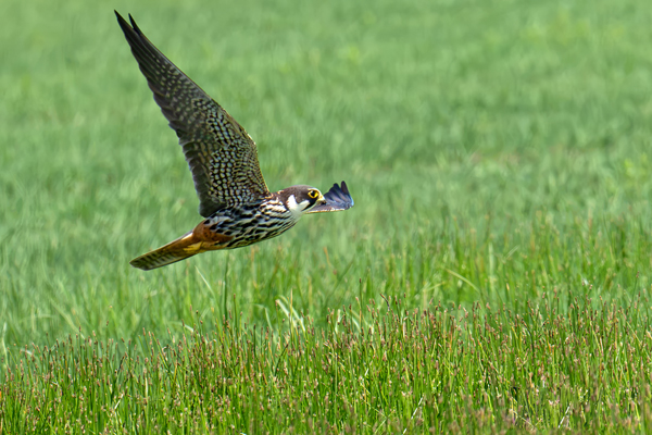 Lodolaio in volo sopra un campo