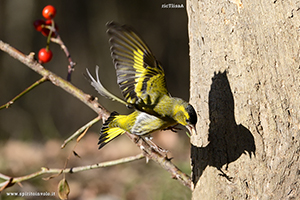 Fotografia di Lucherino in volo