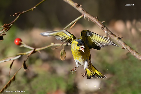 Fotografia di Lucherino in volo