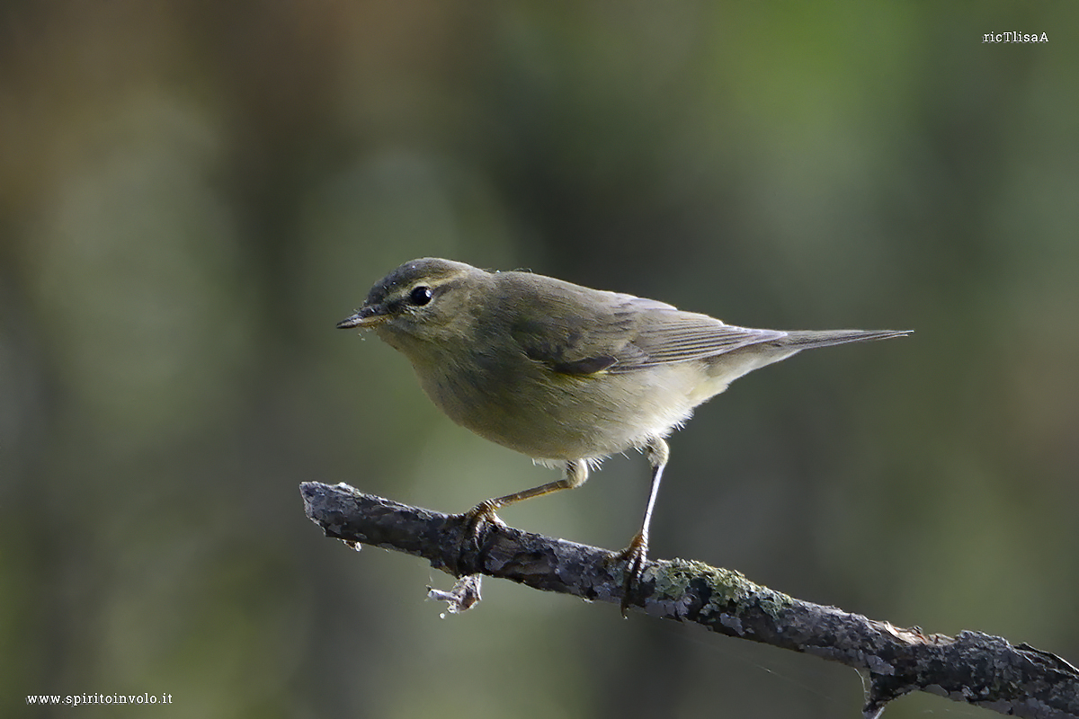 photo of Willow Warbler