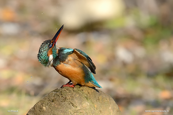 Fotografia di Martin pescatore sopra un sasso con testa girata