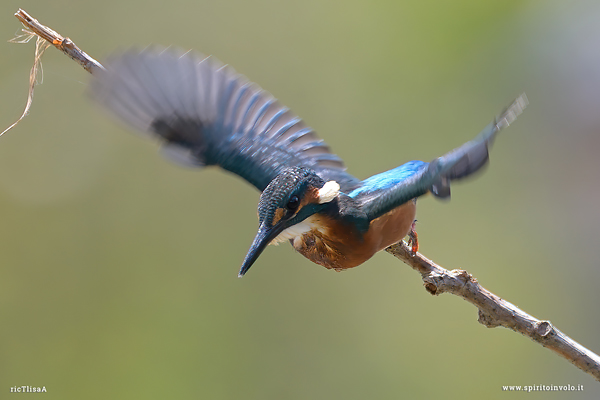 Martin pescatore in volo