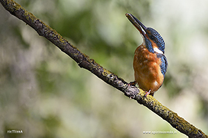 photos Common kingfisher