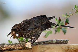photos Eurasian Blackbird