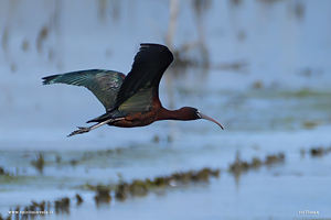 Mignattaio in volo