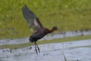 Mignattaio in volo