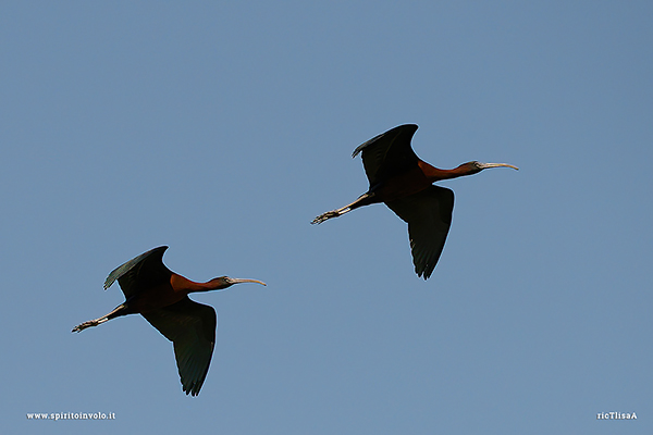 Foto di coppia Mignattaio in volo