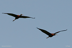photos Glossy Ibis