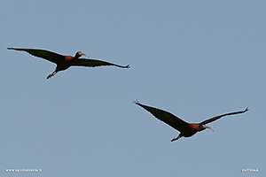 Foto di coppia Mignattaio in volo