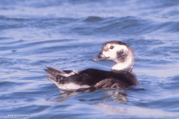 Fotografia di Moretta codona in mezzo al mare