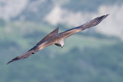 Nibbio bruno in volo visto di fronte