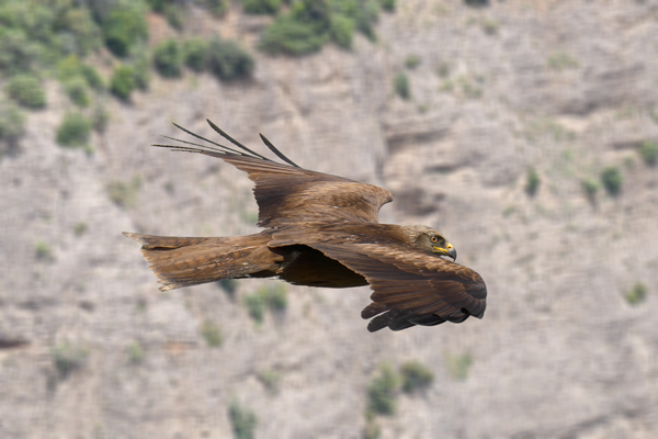 Nibbio bruno in volo sopra i calanchi