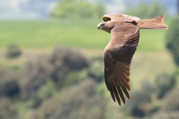 Nibbio bruno in volo sopra il bosco