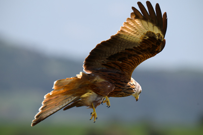 Nibbio reale in volo