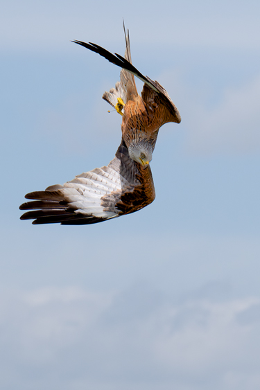 Nibbio reale in volo nel cielo