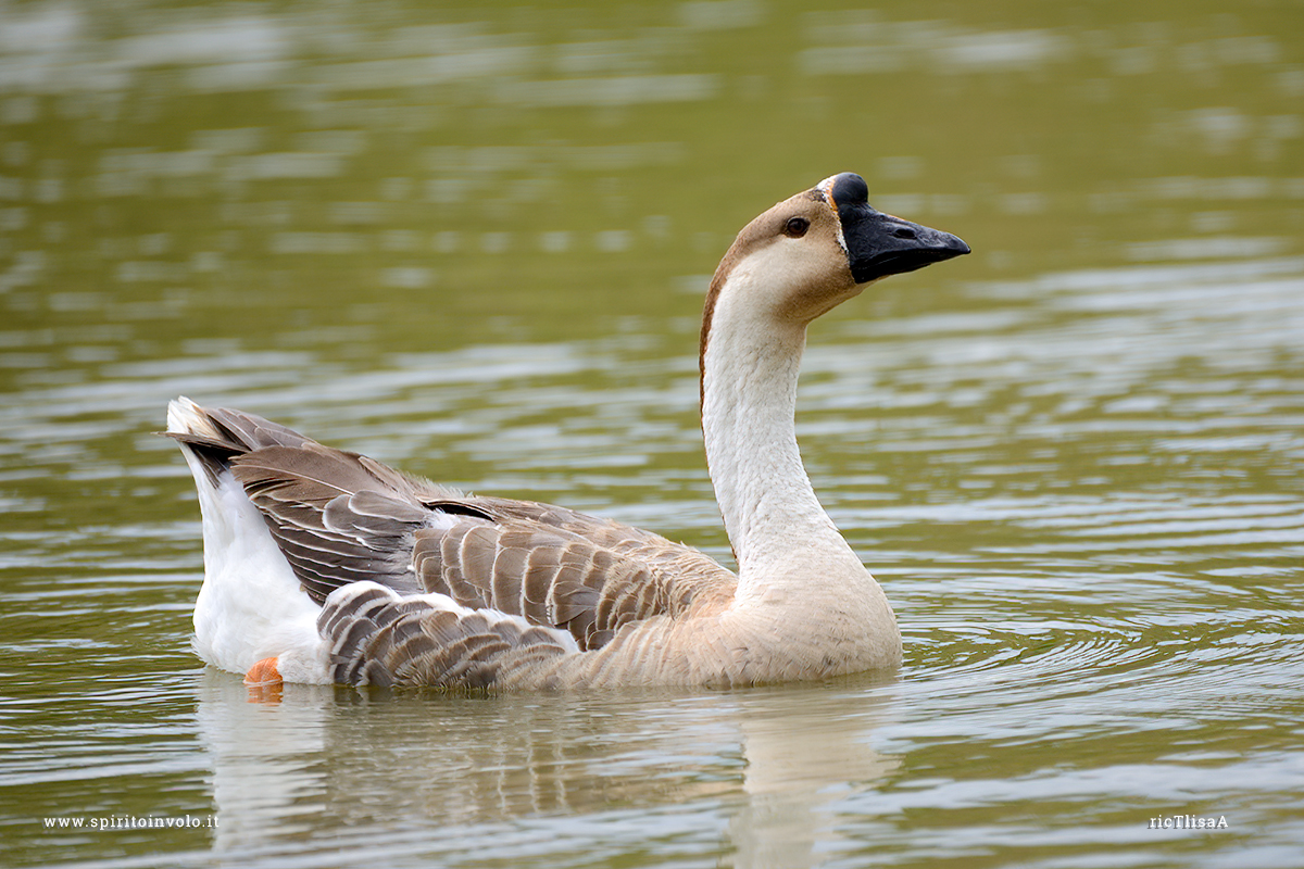 Photography Swan Goose