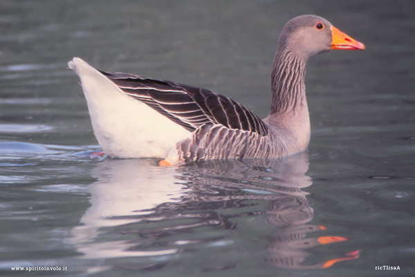 Foto di Oca selvatica in acqua in Camargue