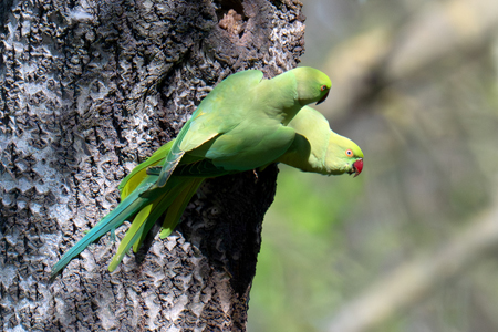 Coppia di Parrocchetto dal collare