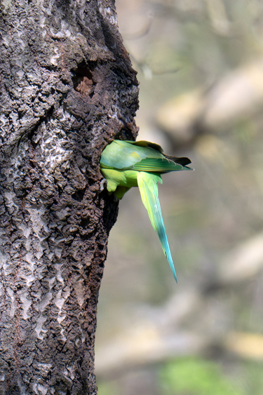 Parrocchetto dal collare entra nel nido
