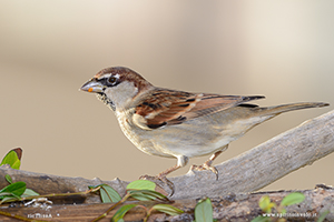 Photo of House Sparrow