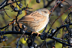 Passera scopaiola su tronco d'albero con bacche