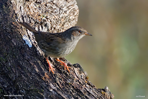 Passera scopaiola su tronco d'albero