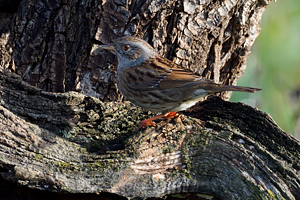 Passera scopaiola su tronco d'albero