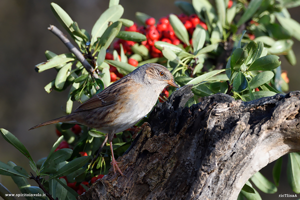 Passera scopaiola su tronco d'albero