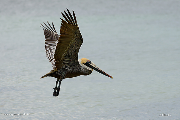  Pellicano bruno in volo