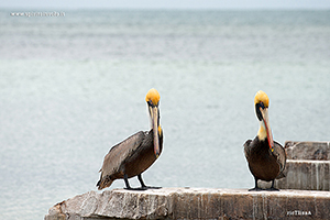 Fotografia di coppia di Pellicano bruno sopra scoglio