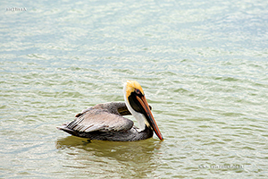 photos Brown Pelican