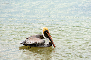 Fotografia di Pellicano bruno in mare