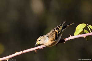 Fotografia di Peppola maschio su ramo