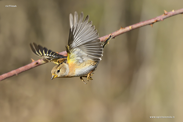 Fotografia di Peppola femmina in volo