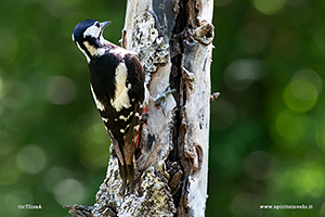 Photos Great Spotted Woodpecker