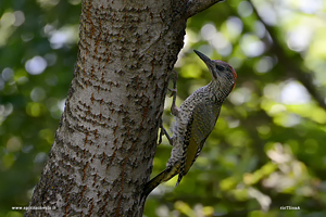 photos Eurasian Green Woodpecker