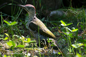 photos Eurasian Green Woodpecker