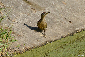 Foto di Picchio verde sulla riva