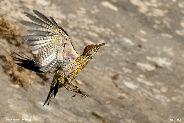 Foto di Picchio verde in volo